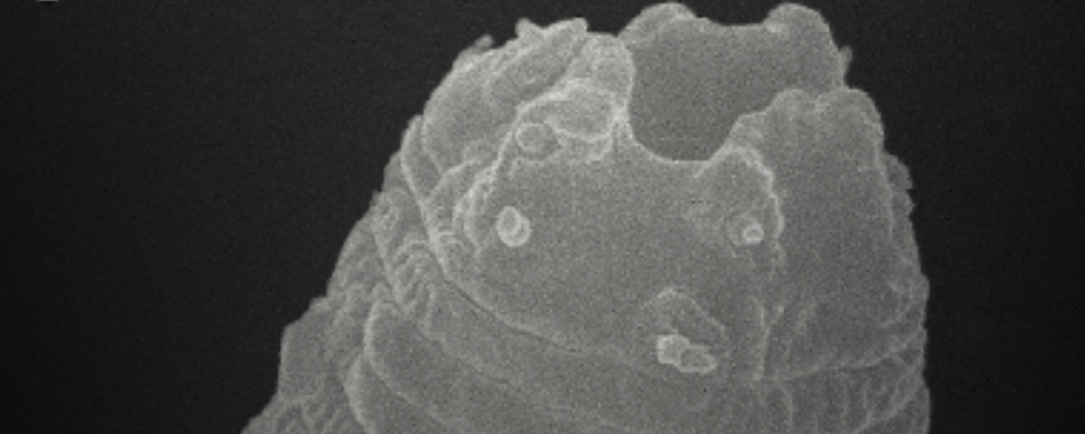 Life After Ice: 46,000-Year-Old Worms Wake Up